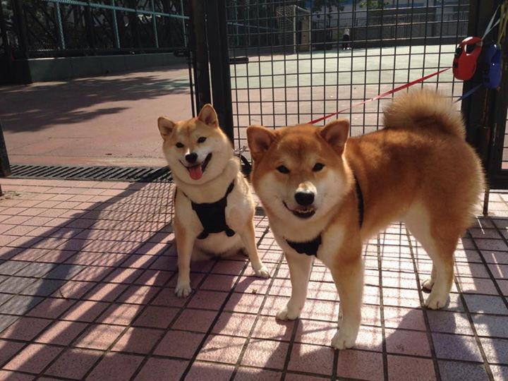 IM体育官网-迪亚斯一锤定音，加纳战术铁幕完美压制摩纳哥